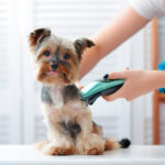 Jak przygotować psa do wizyty u groomera?