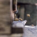 Czy hodowanie pszczół jest łatwe?
