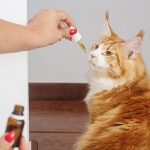 Olejek CBD dla kota – jak działa i kiedy się przyda?