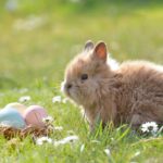 Żywienie królików miniaturek. Co jedzą króliki miniaturki – dieta królika miniaturki