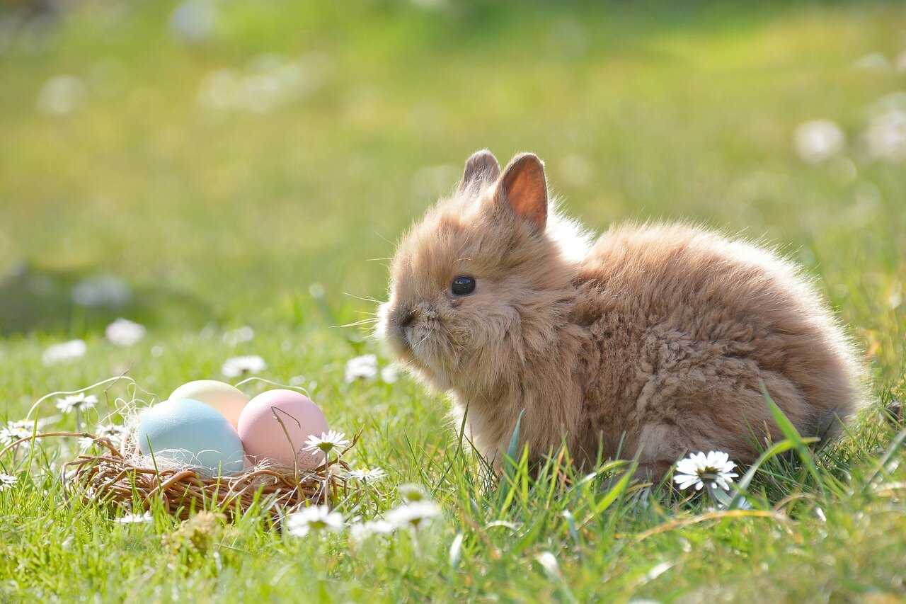Żywienie królików miniaturek. Co jedzą króliki miniaturki – dieta królika miniaturki