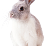Gdy nasz królik jest chory – katar u królika miniaturki, biegunka u królika miniaturki