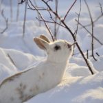 Wykot królików zimą. Jak hodować króliki? Wybieg hodowli królików