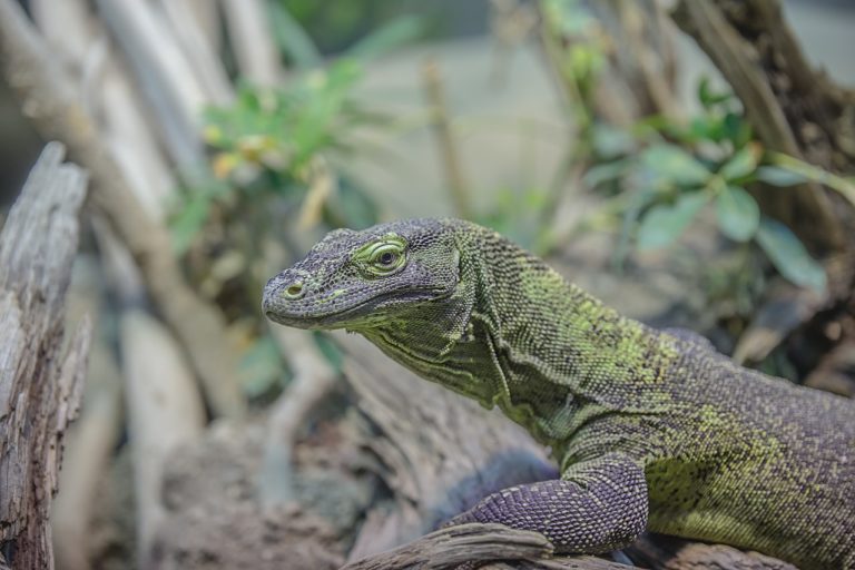 Poniżej Zestawiono Cechy żaby I Jaszczurki Płazy–zwierzęta wodno–lądowe - Przychodnia zwierzak
