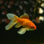 Akwarium – pomieszczenie dla ryb i ozdoba domu