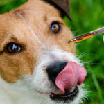 Czego nie powinien jeść twój pies? 10 ważnych porad!