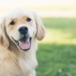 Choroby stawów u psa – jak skutecznie je leczyć?