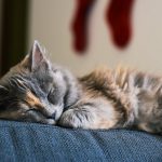 Ciąża u kotów – sprawdź objawy