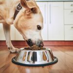Zmiana karmy u psa, czyli jak zrobić to dobrze i bezpiecznie?