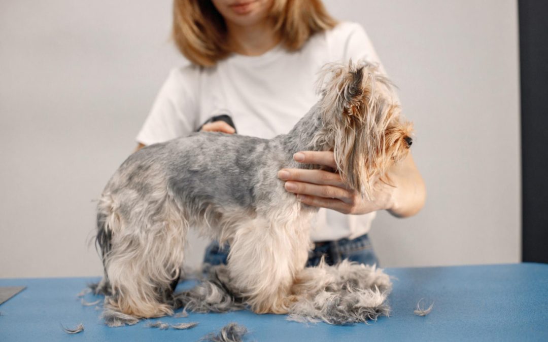 Jakie zabiegi dla psa wykonuje się w ramach groomingu?