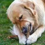 Kości do żucia: Jak wpływają na zdrowie i samopoczucie twojego psa