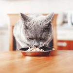 Dlaczego karma rybna dla kota jest idealnym wyborem?