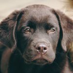 Labrador retriver – jak opiekować się psem tej rasy?